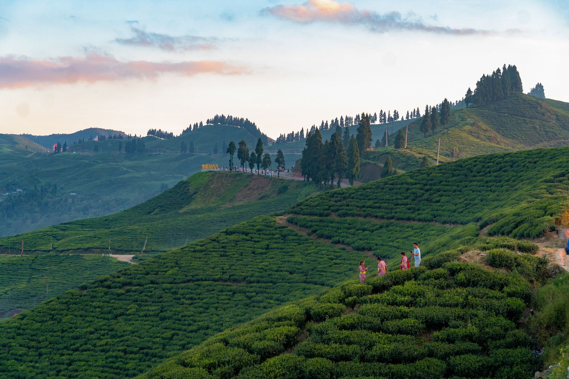Darjeeling hillside with tea gardens